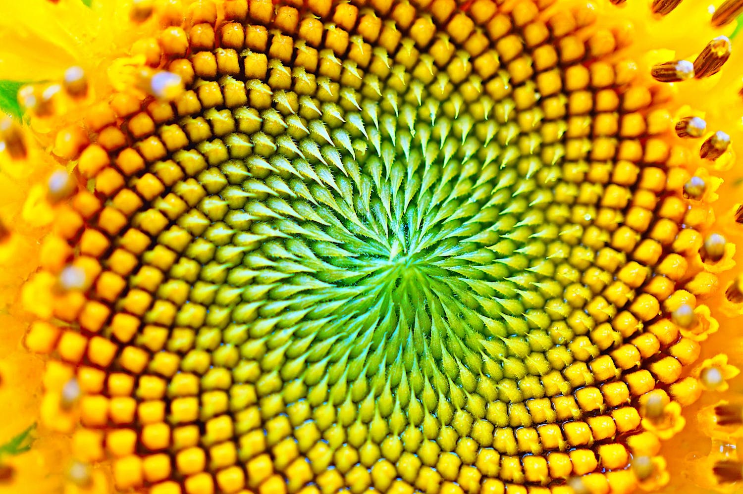 shutterstock 1009588138 lul2qxprpgscq4b6gbyuzq Kukkien makrokuvaus